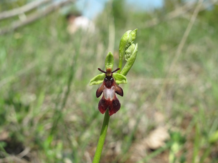 Ophrys insectifera